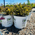 Spilled Wine Weigela in nursery container — St. Paul, MN