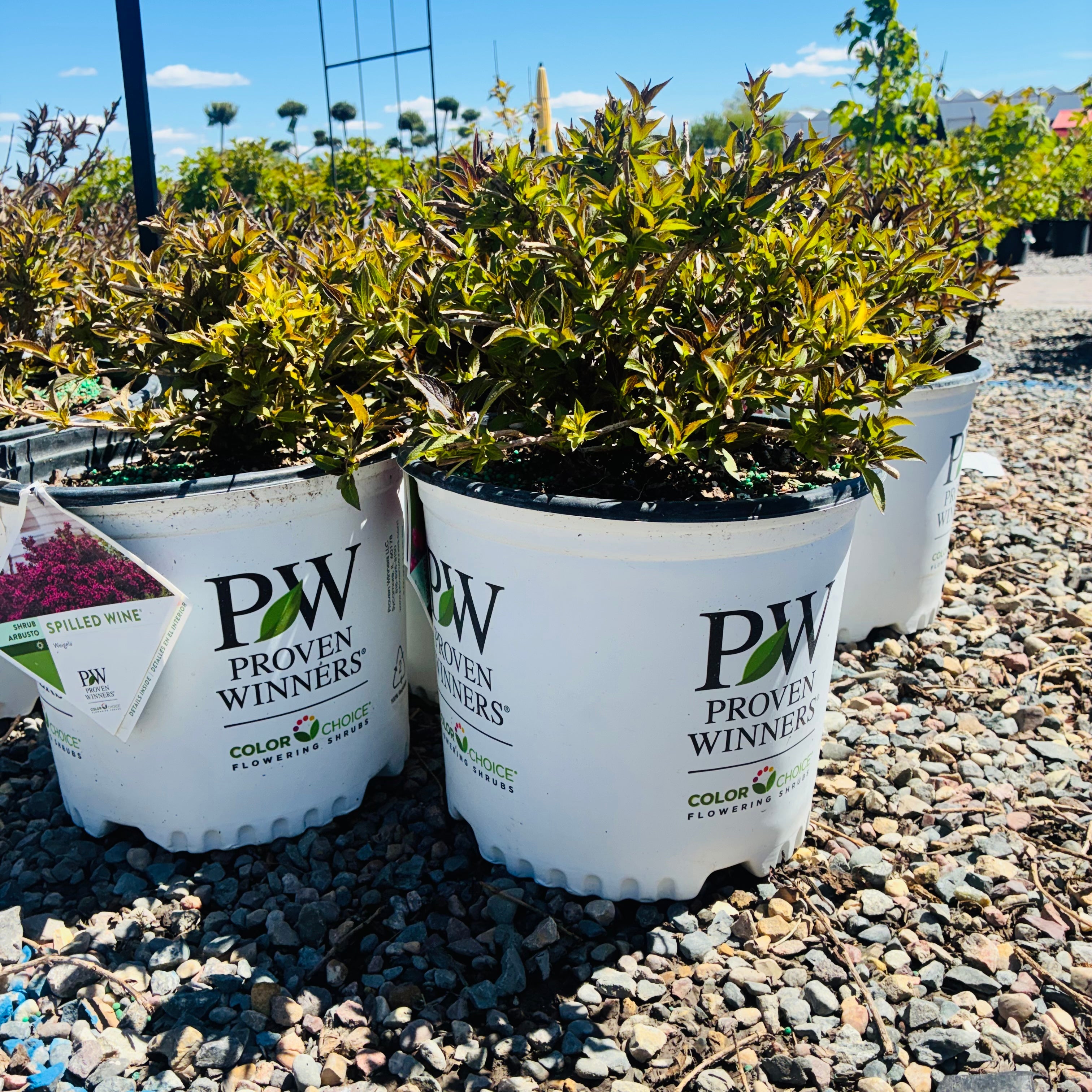 Spilled Wine Weigela in nursery container — St. Paul, MN
