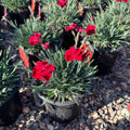 Star Single Fire Star Improved Dianthus (Dianthus 'Star Single Fire Star Improved') — Woodbury, MN