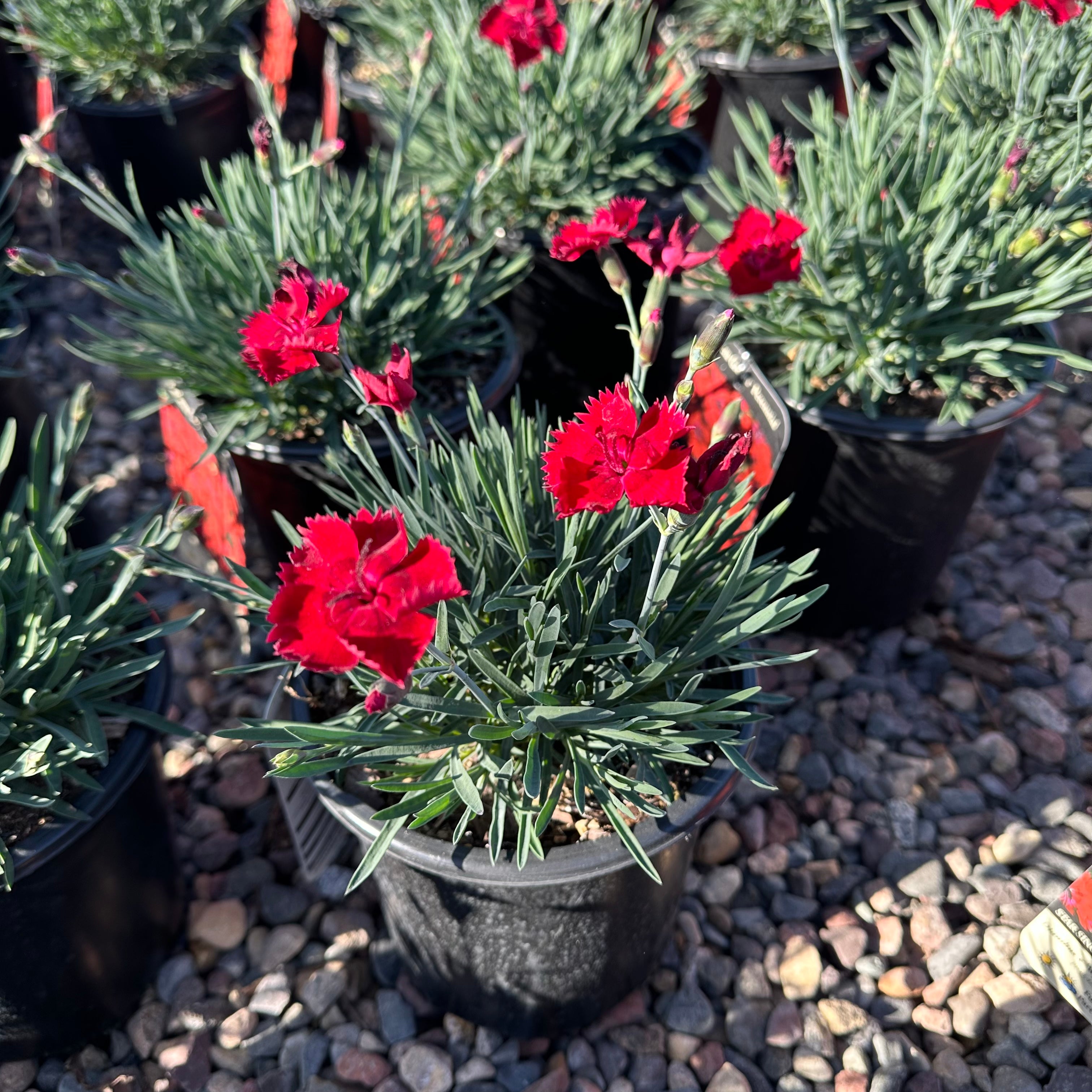 Star Single Fire Star Improved Dianthus (Dianthus 'Star Single Fire Star Improved') — Woodbury, MN