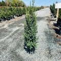 Star Power Juniper — Edina, MN