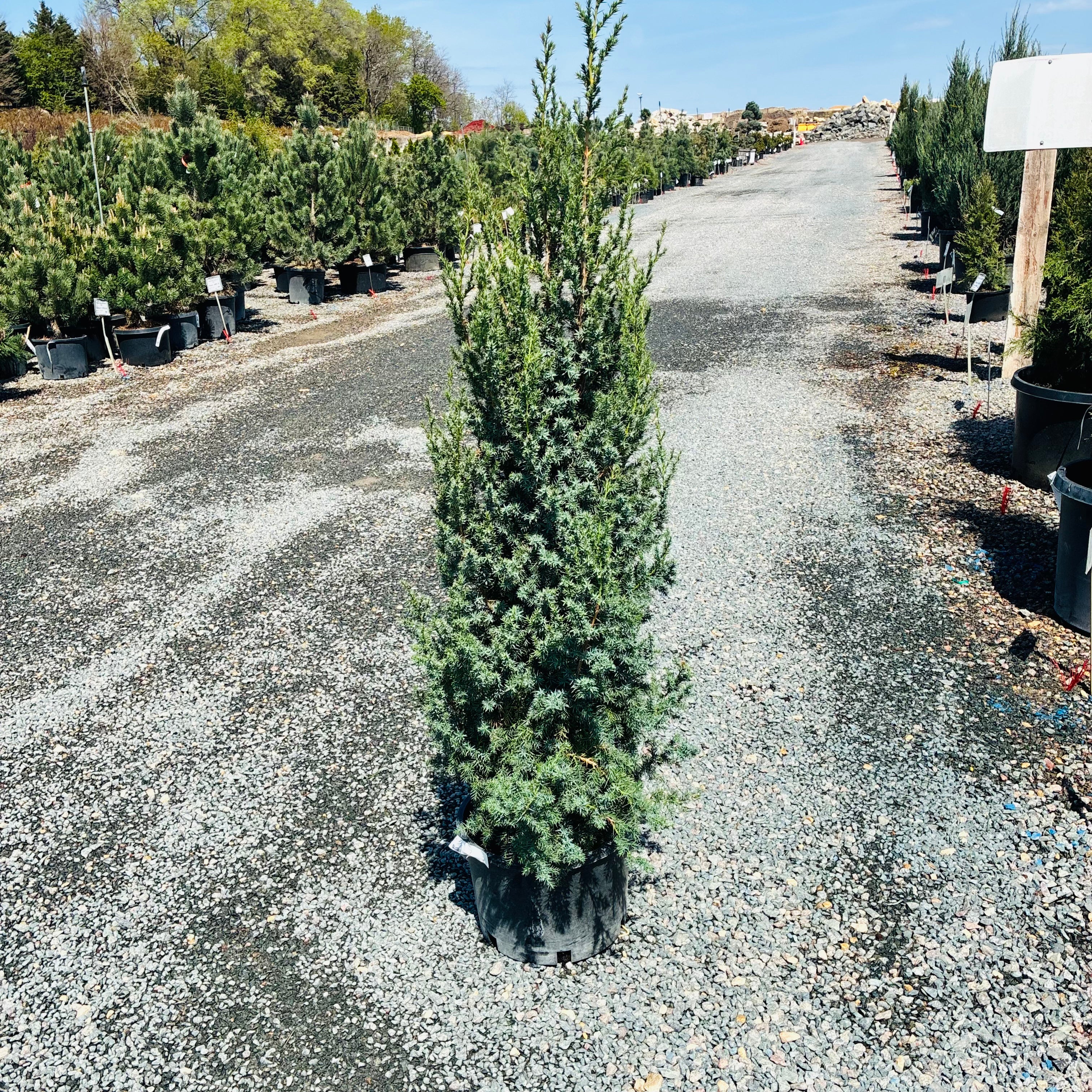 Star Power Juniper — Edina, MN