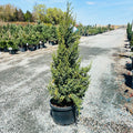 Star Power Juniper in nursery container — Minnetonka, MN