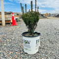 Stonehenge Yew (Taxus × media 'Stonehenge') — Woodbury, MN