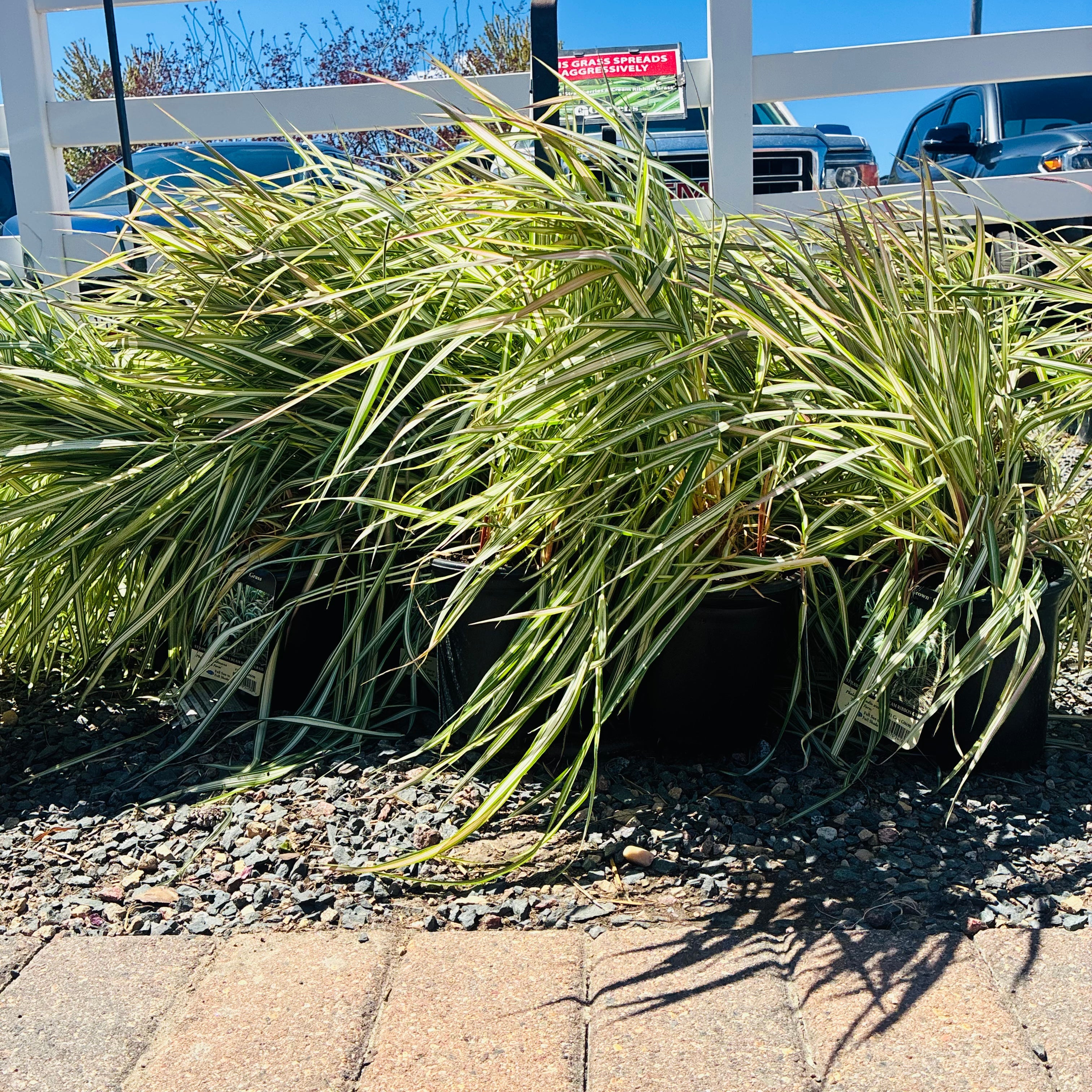 Strawberry and Cream Ribbon Grass — Twin Cities, MN
