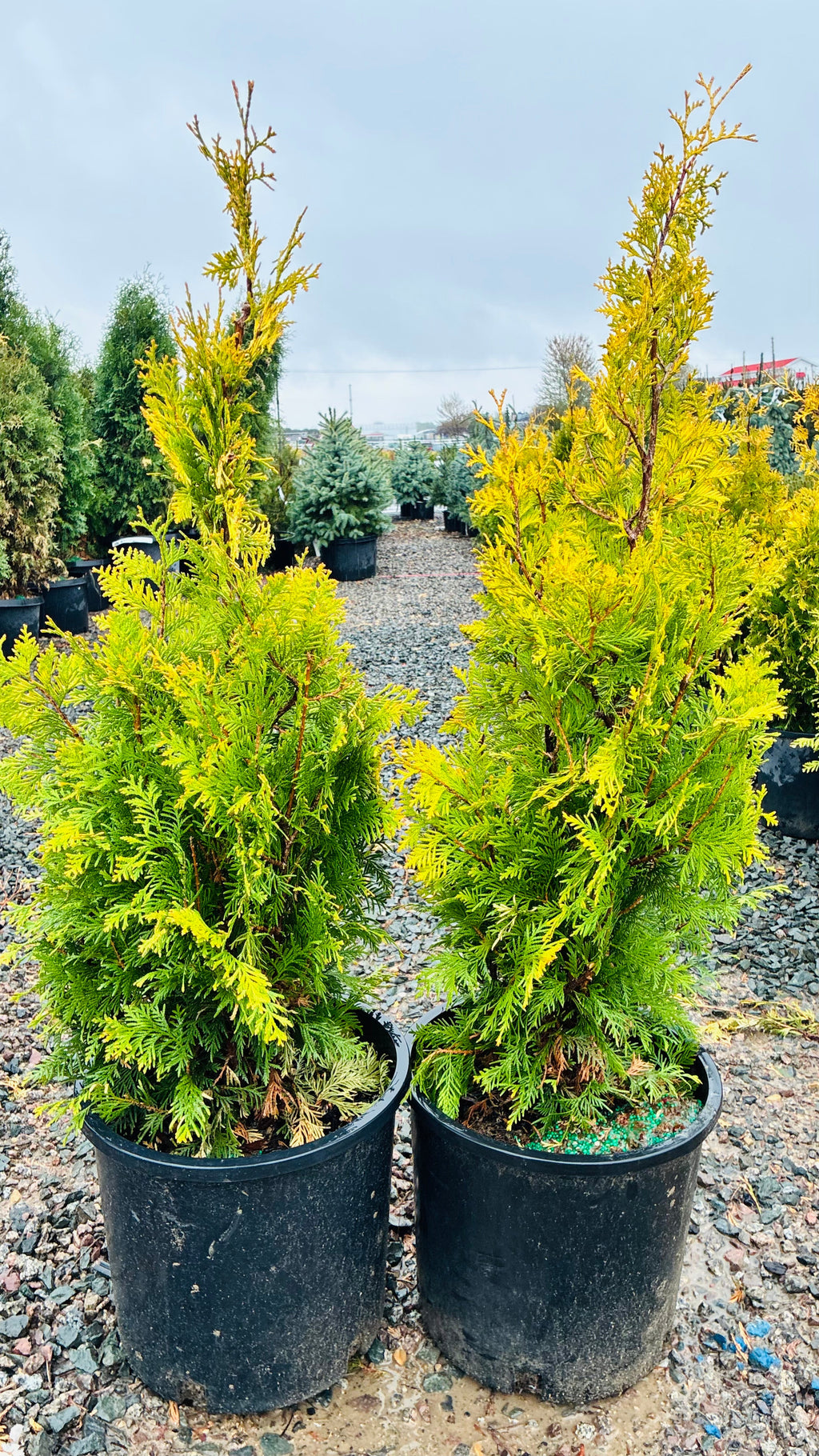 Sunkist Arborvitae foliage detail — Maple Grove, MN