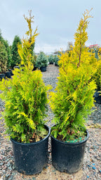 Sunkist Arborvitae foliage detail — Maple Grove, MN