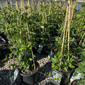 Sweet Autumn Clematis 1 (Clematis 'Sweet Autumn') — Woodbury, MN
