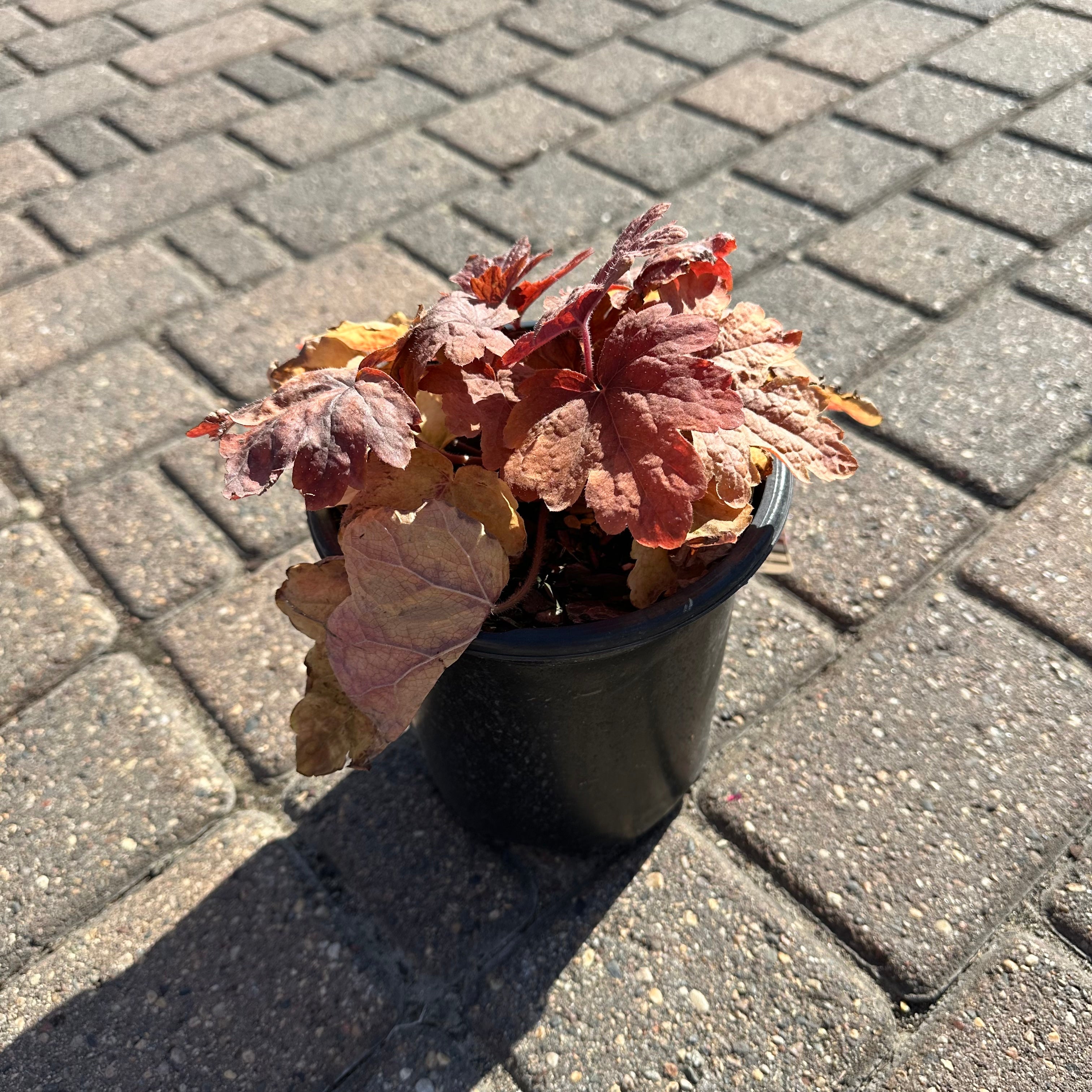 Sweet Tea Foamy Bells (Heucherella 'Sweet Tea') — Eden Prairie, MN