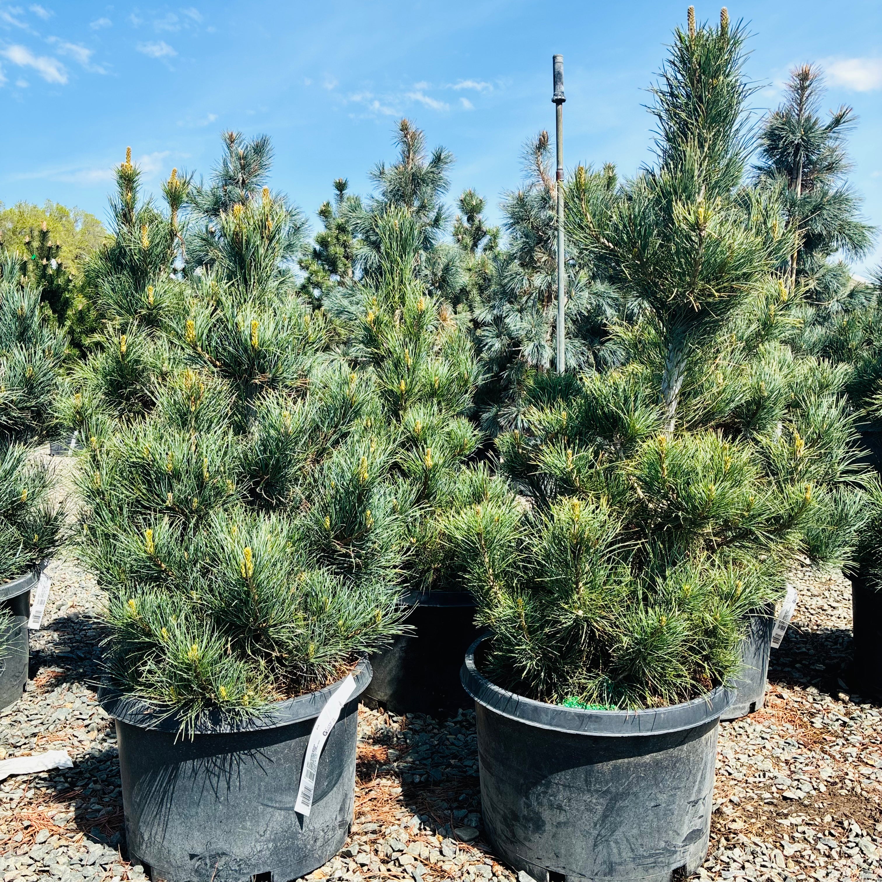 Swiss Stone Pine (Common Names) — Minneapolis, MN