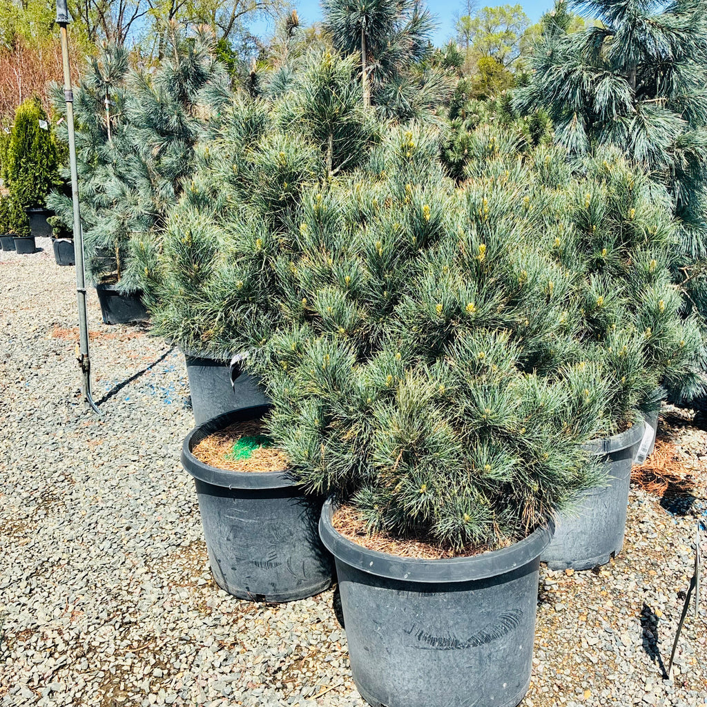 Swiss Stone Pine (Common Names) in nursery container — St. Paul, MN