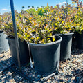 Tango Weigela in nursery container — Minneapolis, MN