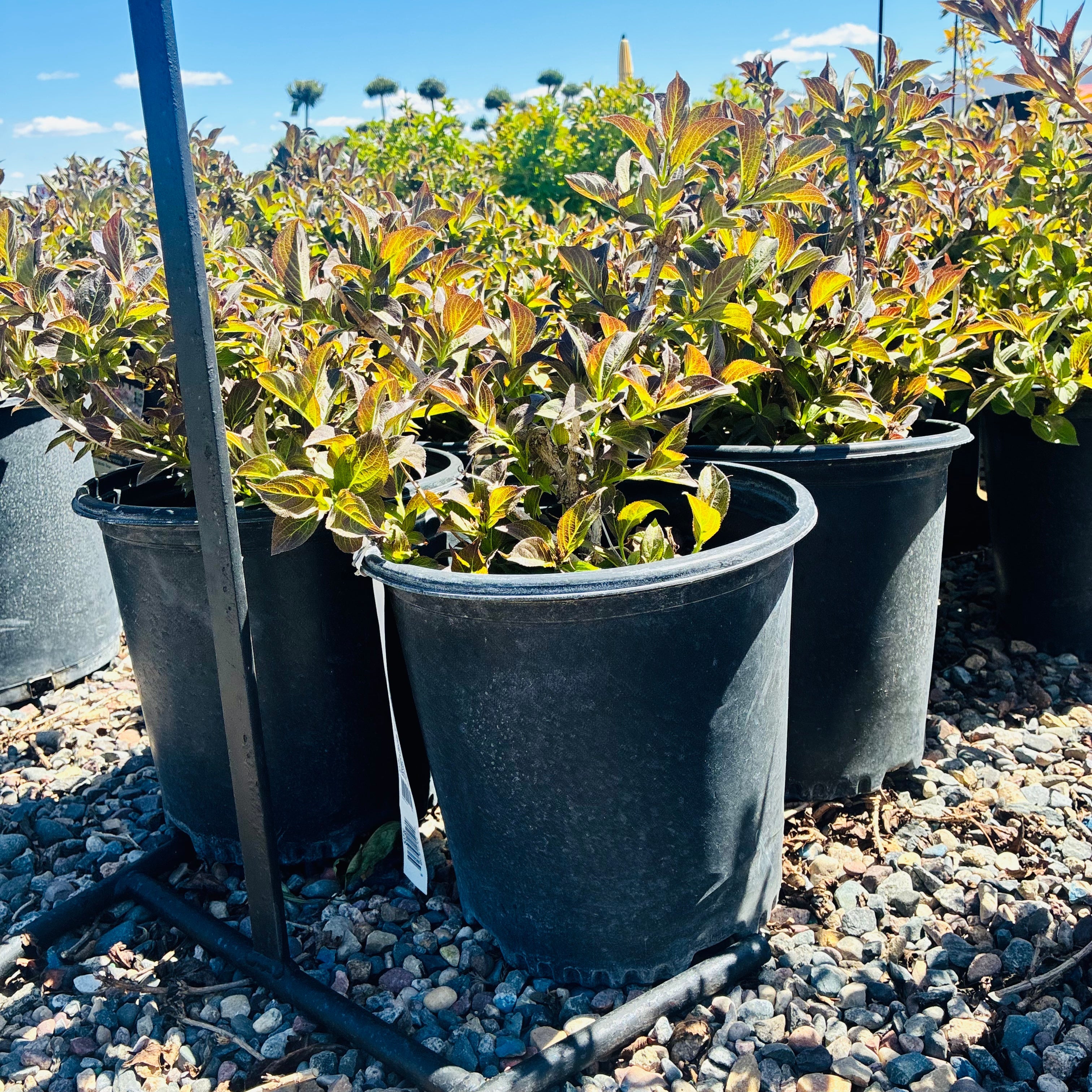 Tango Weigela in nursery container — Minneapolis, MN