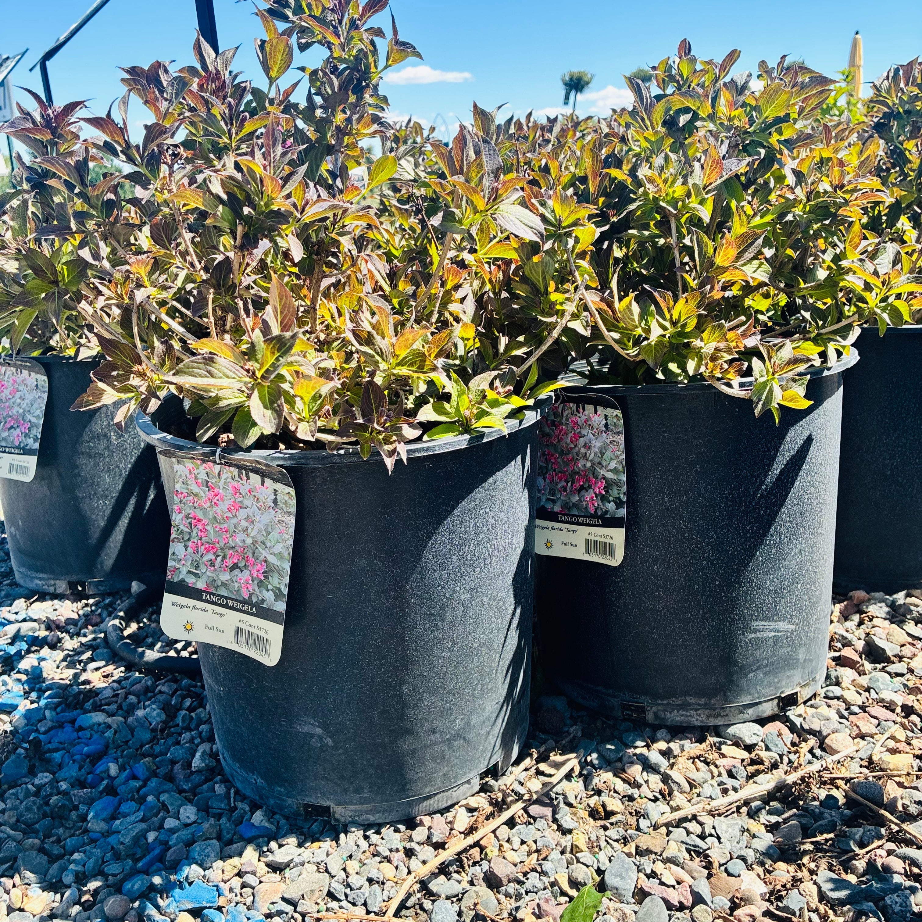 Tango Weigela — Twin Cities, MN