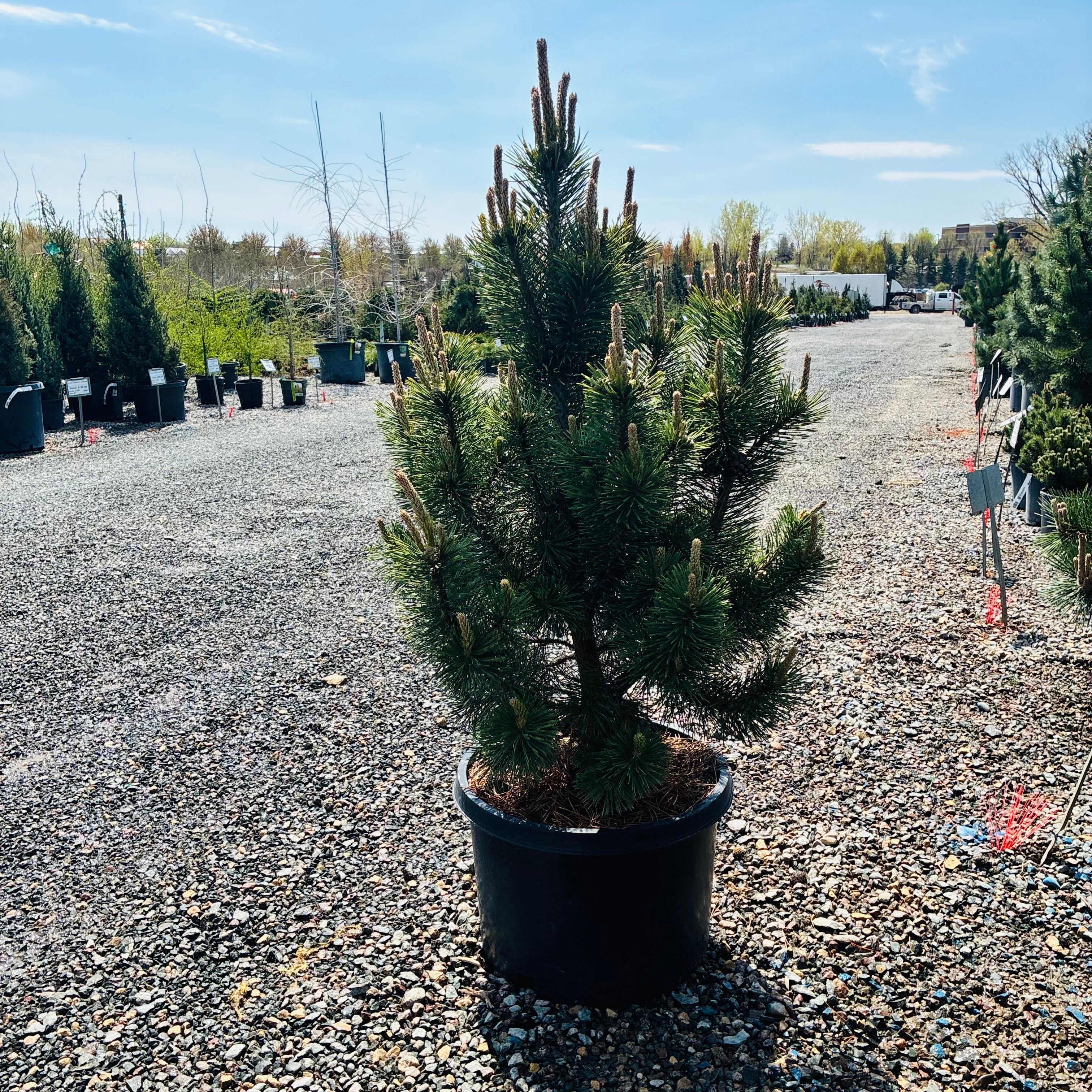 Tannenbaum Mugo Pine foliage detail — Edina, MN