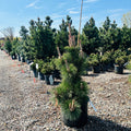 Tannenbaum Mugo Pine in nursery container — St. Paul, MN