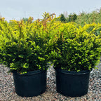 Taunton Spreading Yew in nursery container — Bloomington, MN