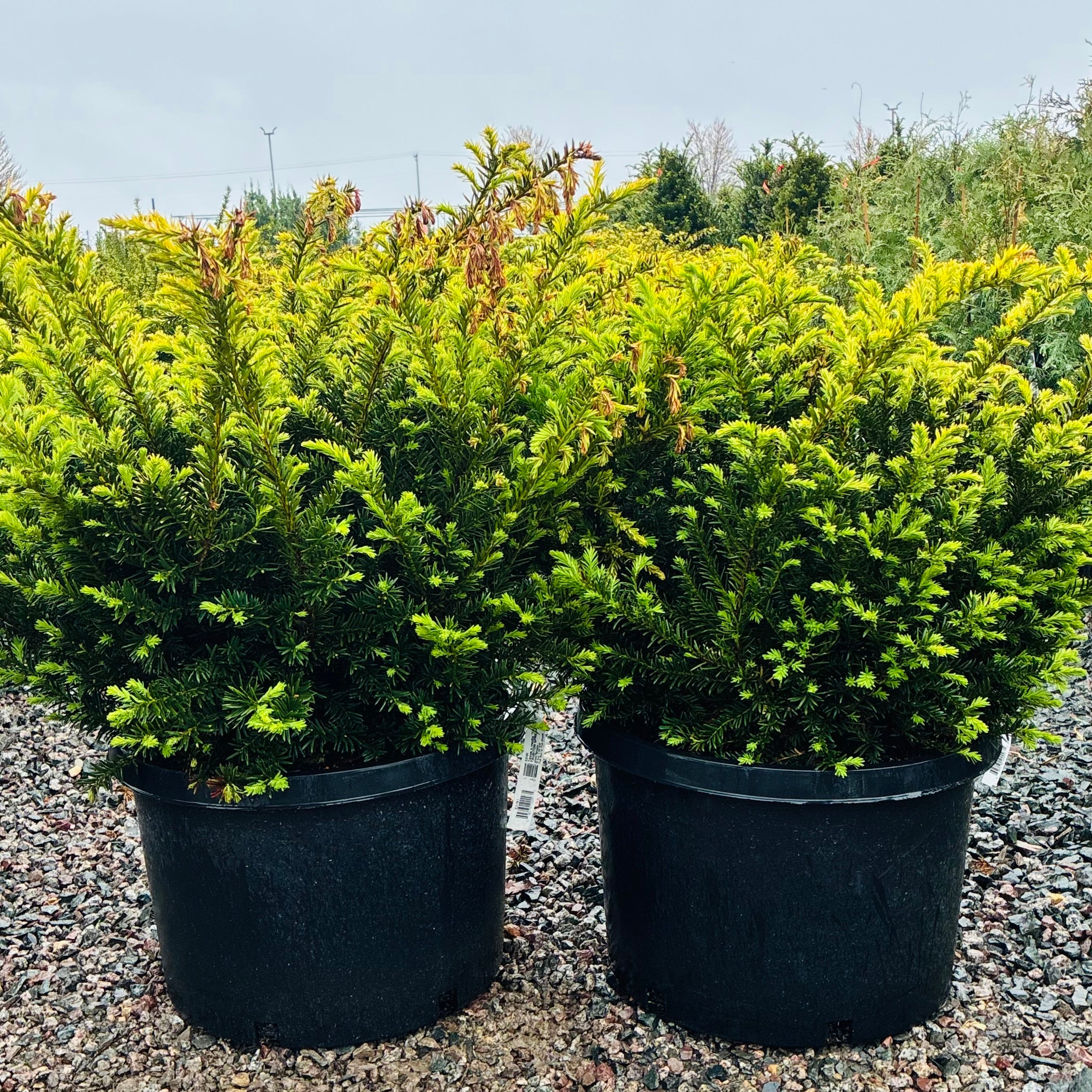 Taunton Spreading Yew in nursery container — Bloomington, MN