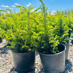 Taunton Spreading Yew in landscape setting — Minneapolis, MN