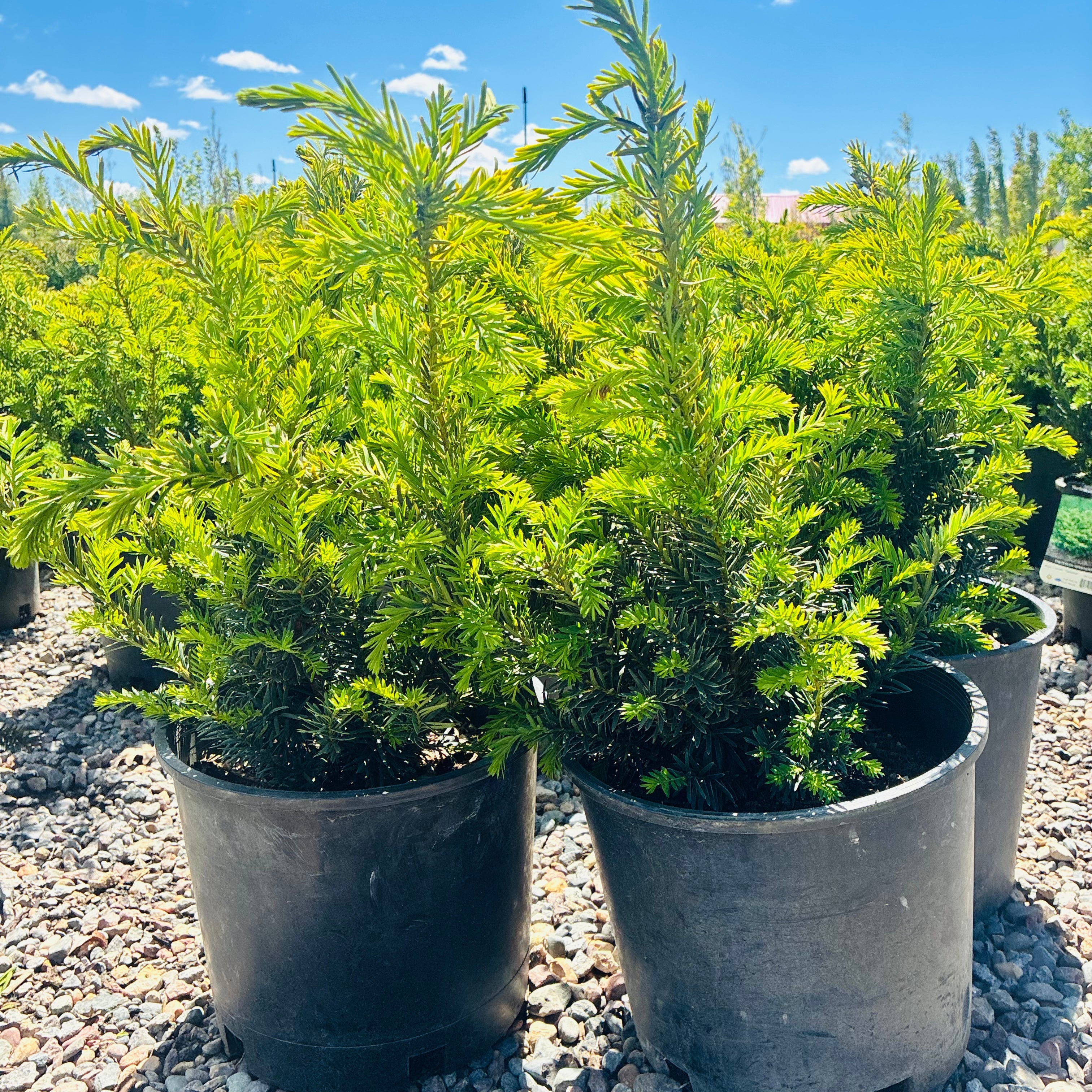 Taunton Spreading Yew in landscape setting — Minneapolis, MN