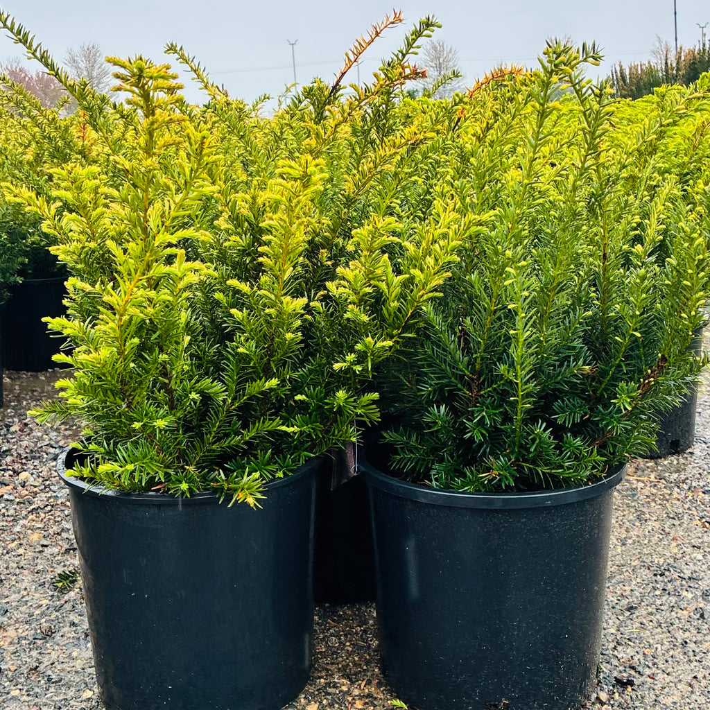 Taunton Spreading Yew — Maple Grove, MN