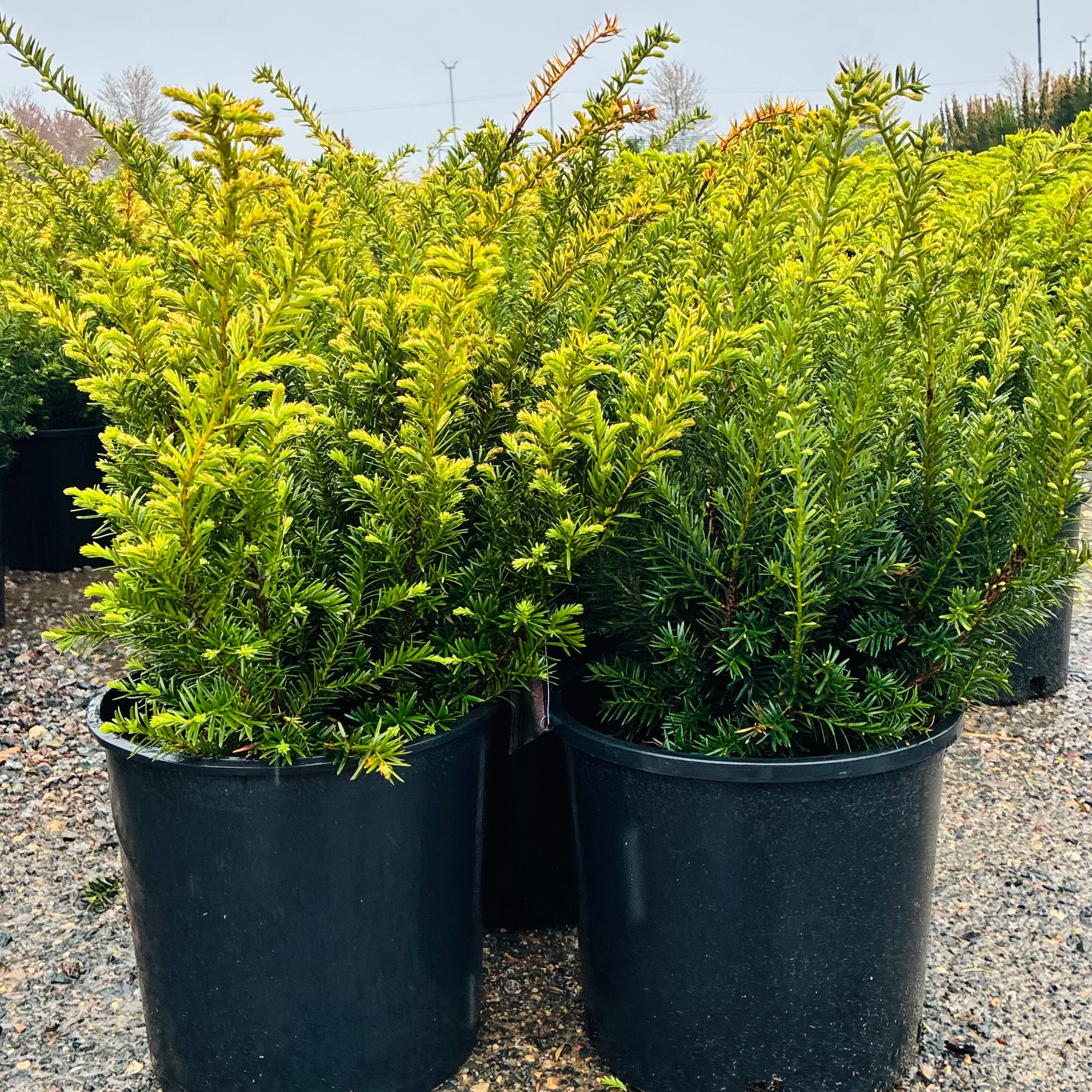 Taunton Spreading Yew — Maple Grove, MN