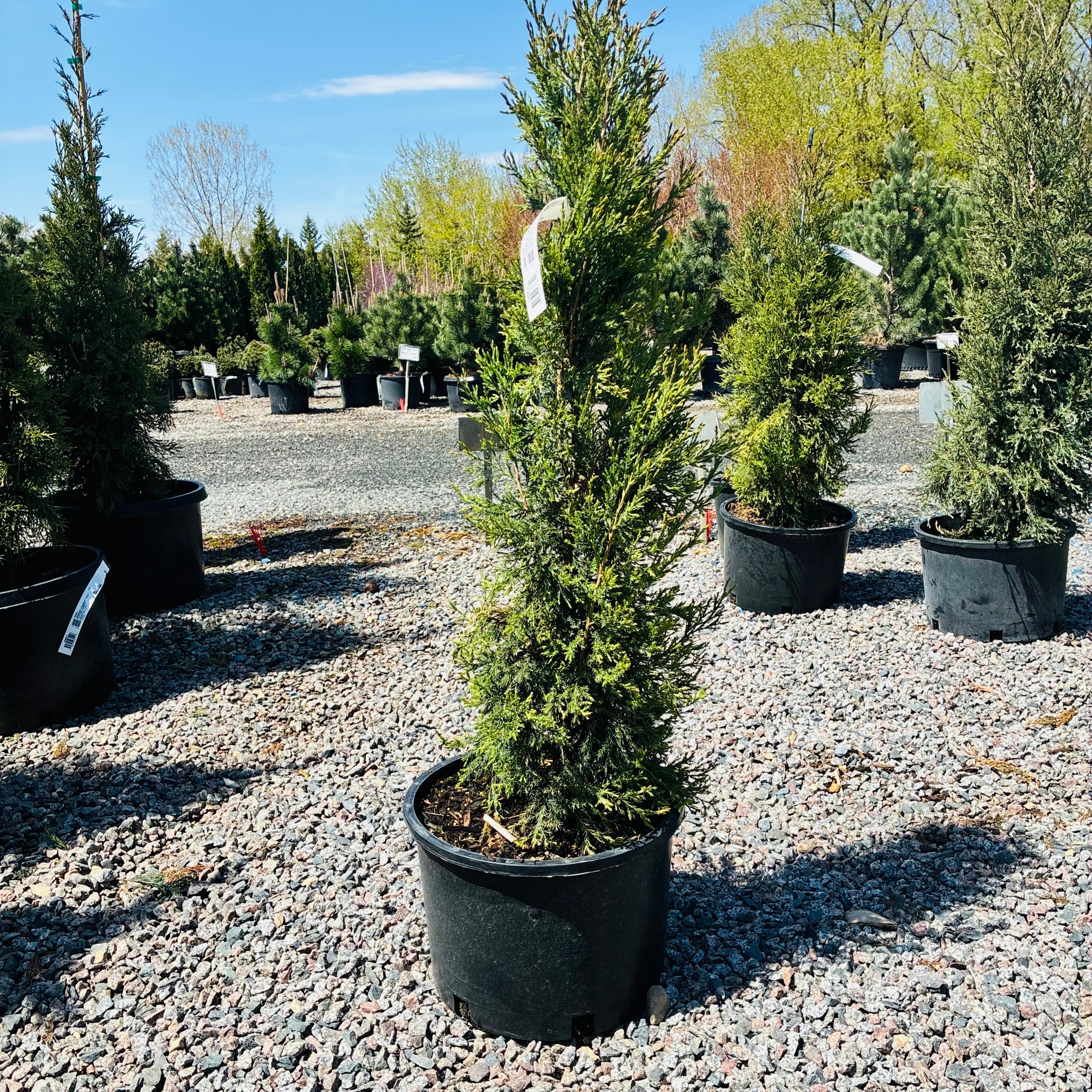 Taylor Juniper in nursery container — Wayzata, MN