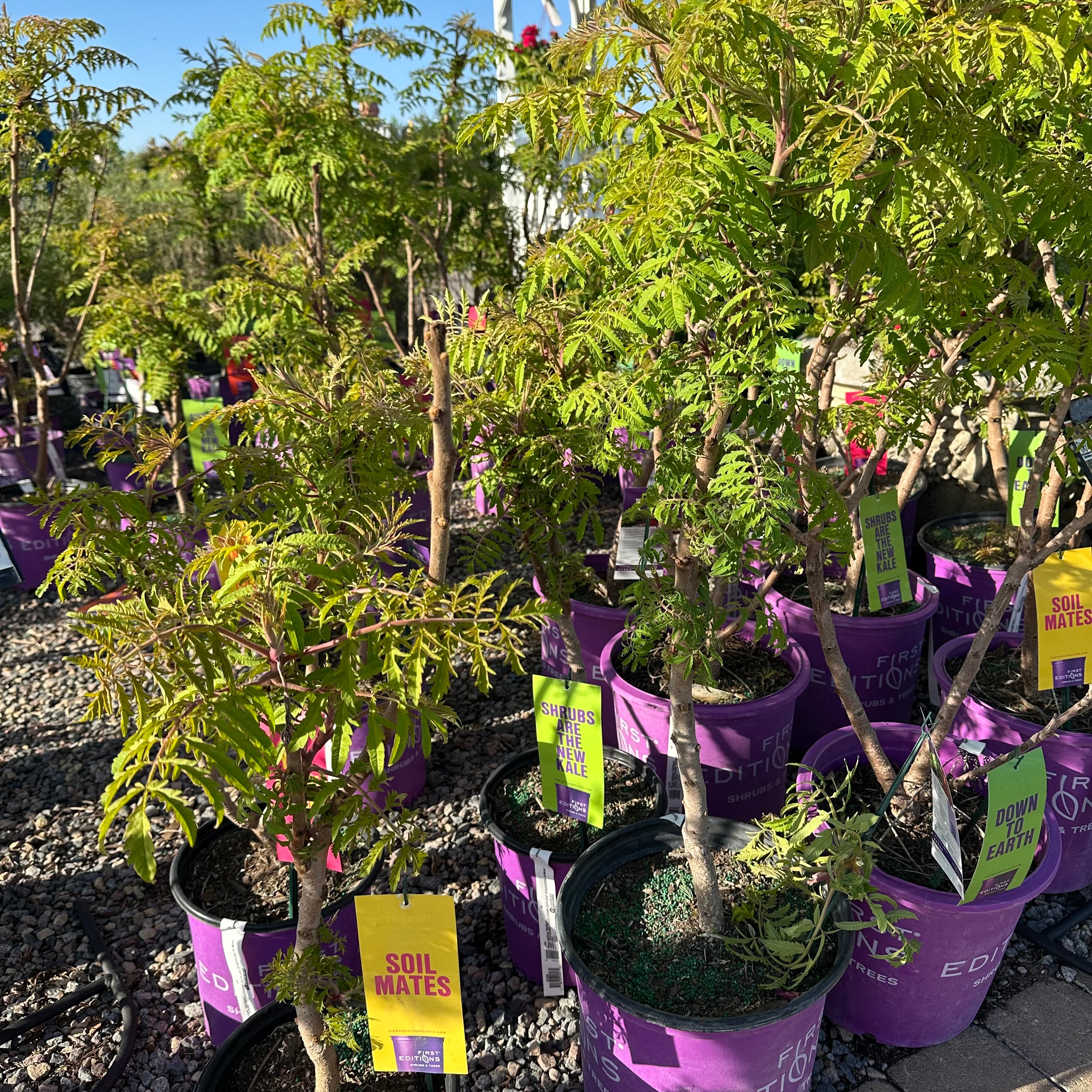 Tiger Eyes Cutleaf Staghorn Sumac — Wayzata, MN