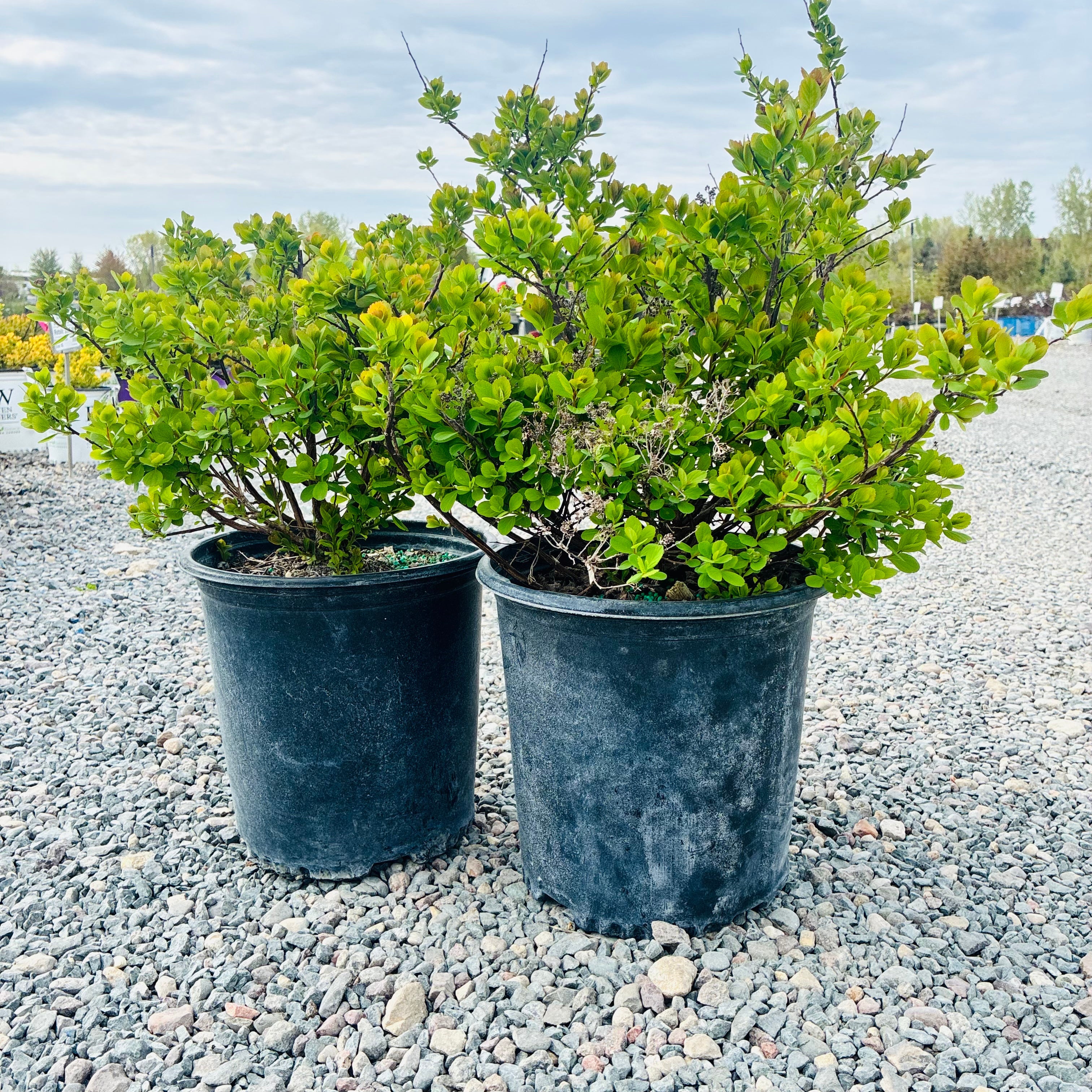 Tor Birchleaf Spirea (Spiraea betulifolia 'Tor') — Maple Grove, MN