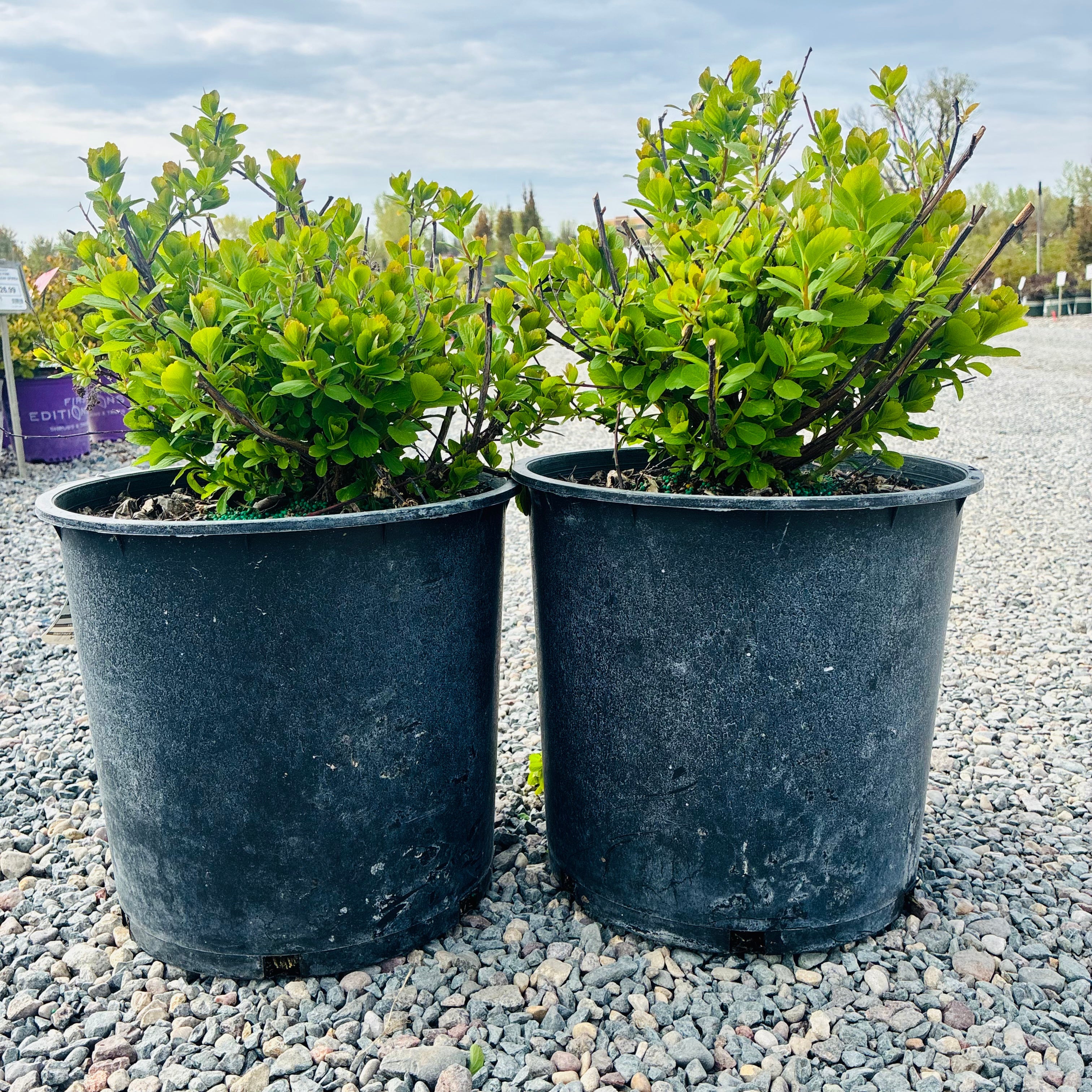 Tor Birchleaf Spirea (Spiraea betulifolia 'Tor') in nursery container — Bloomington, MN