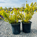 Tor Gold Spirea (Spiraea betulifolia 'Tor Gold') — Bloomington, MN