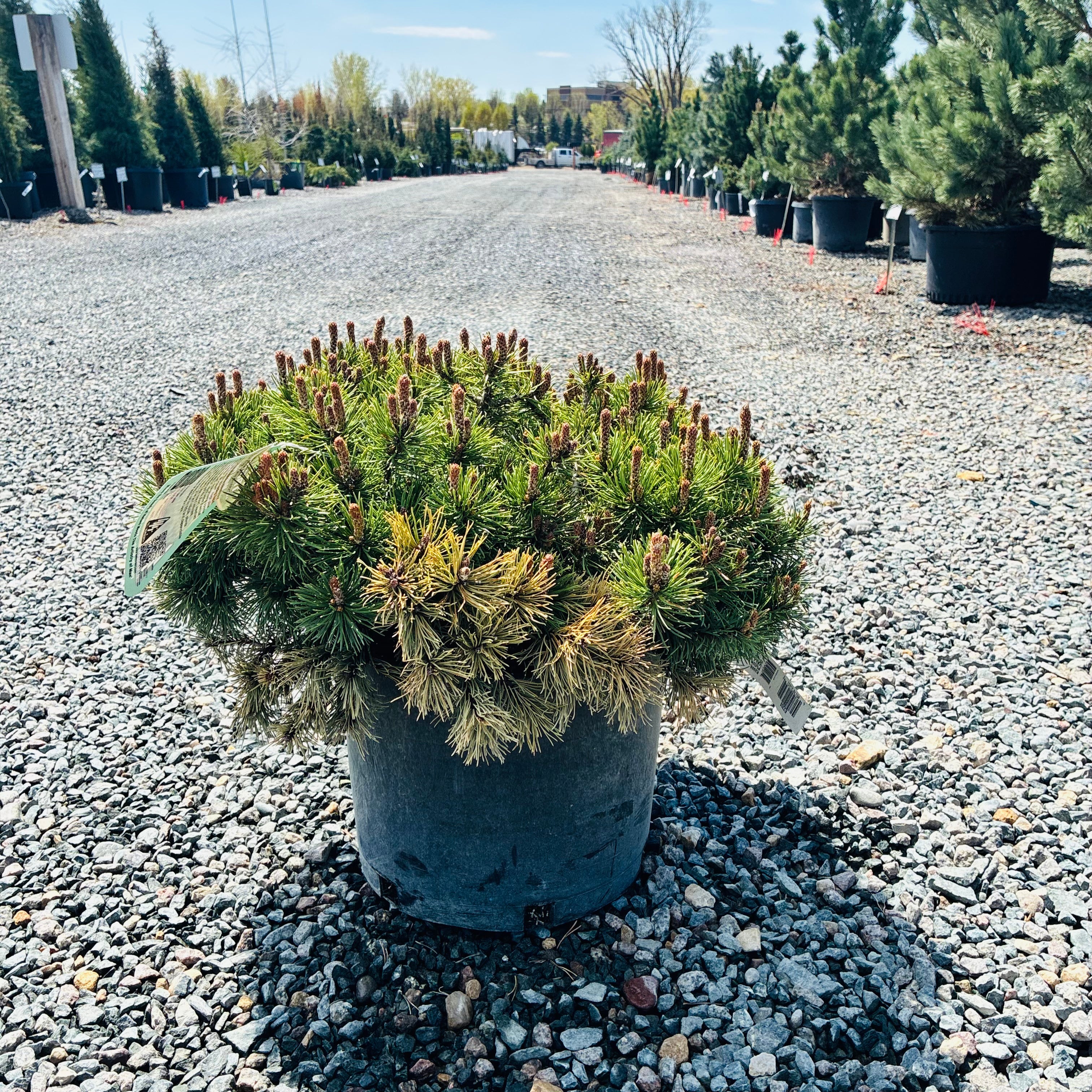 Valley Cushion Mugo Pine — Plymouth, MN