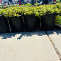 Variegated Kamtschaticum Sedum — Wayzata, MN