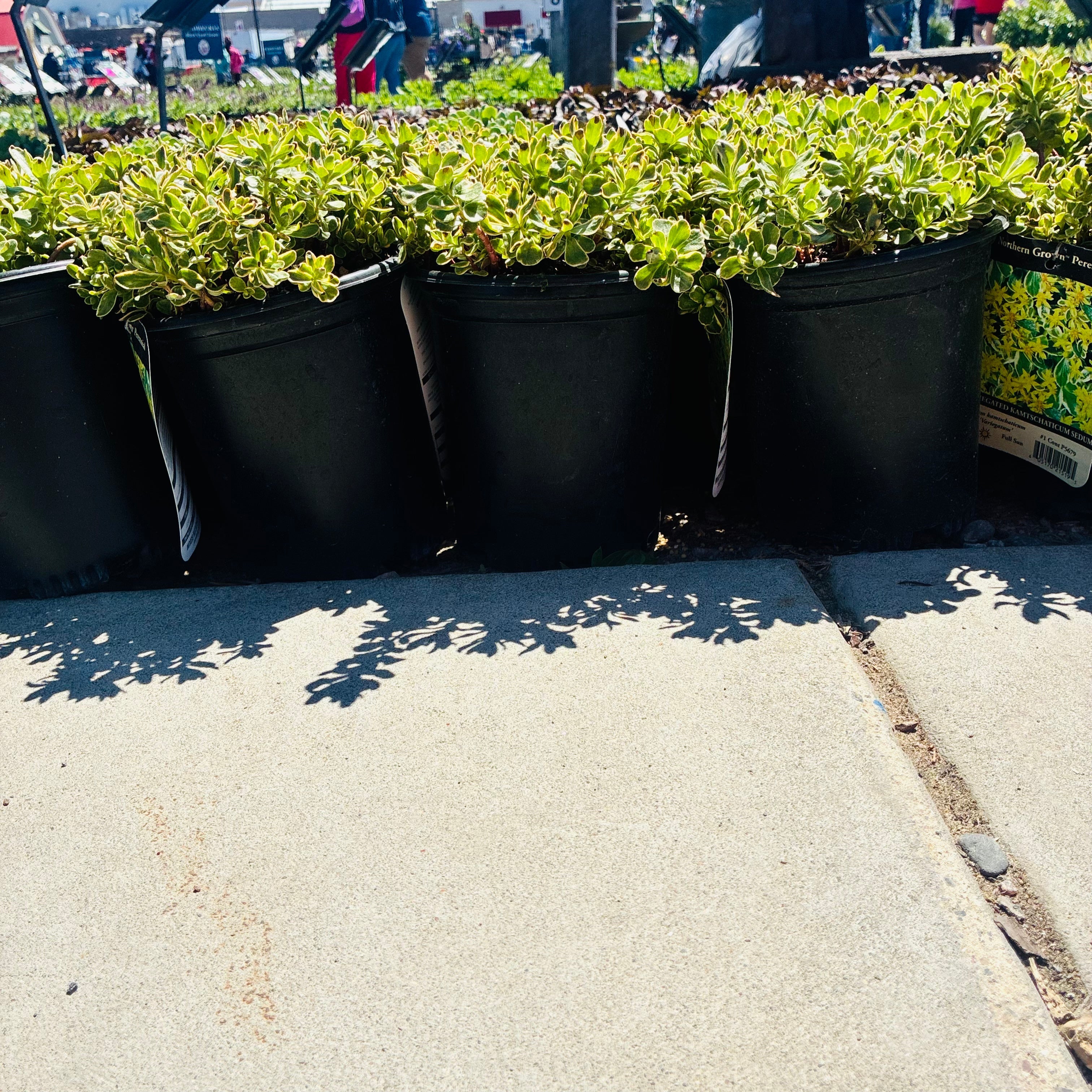 Variegated Kamtschaticum Sedum — Wayzata, MN
