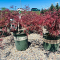 Velvet Viking Japanese Maple — St. Paul, MN