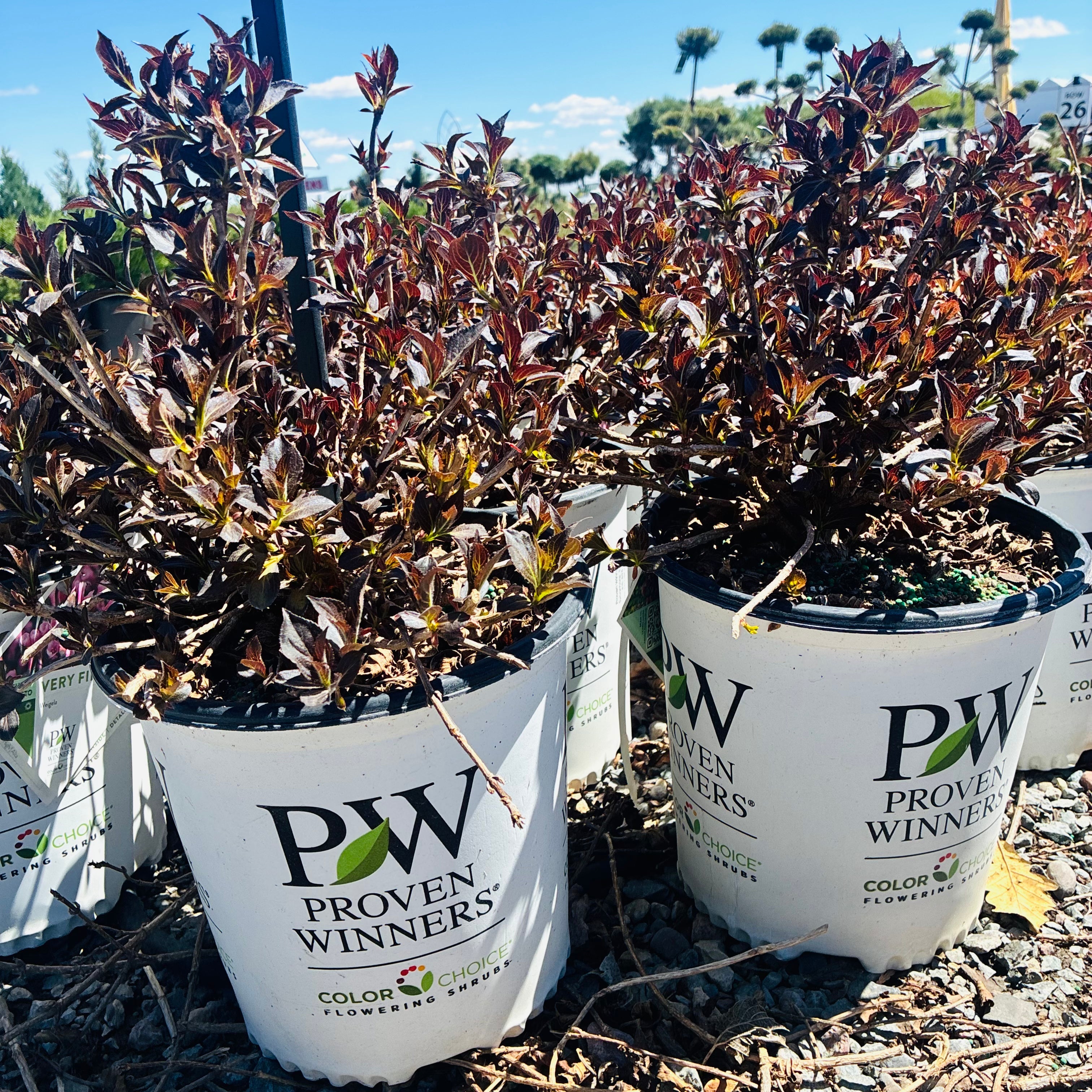 Very Fine Wine Weigela — Eden Prairie, MN