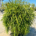 Weeping Threadleaf Arborvitae — Maple Grove, MN