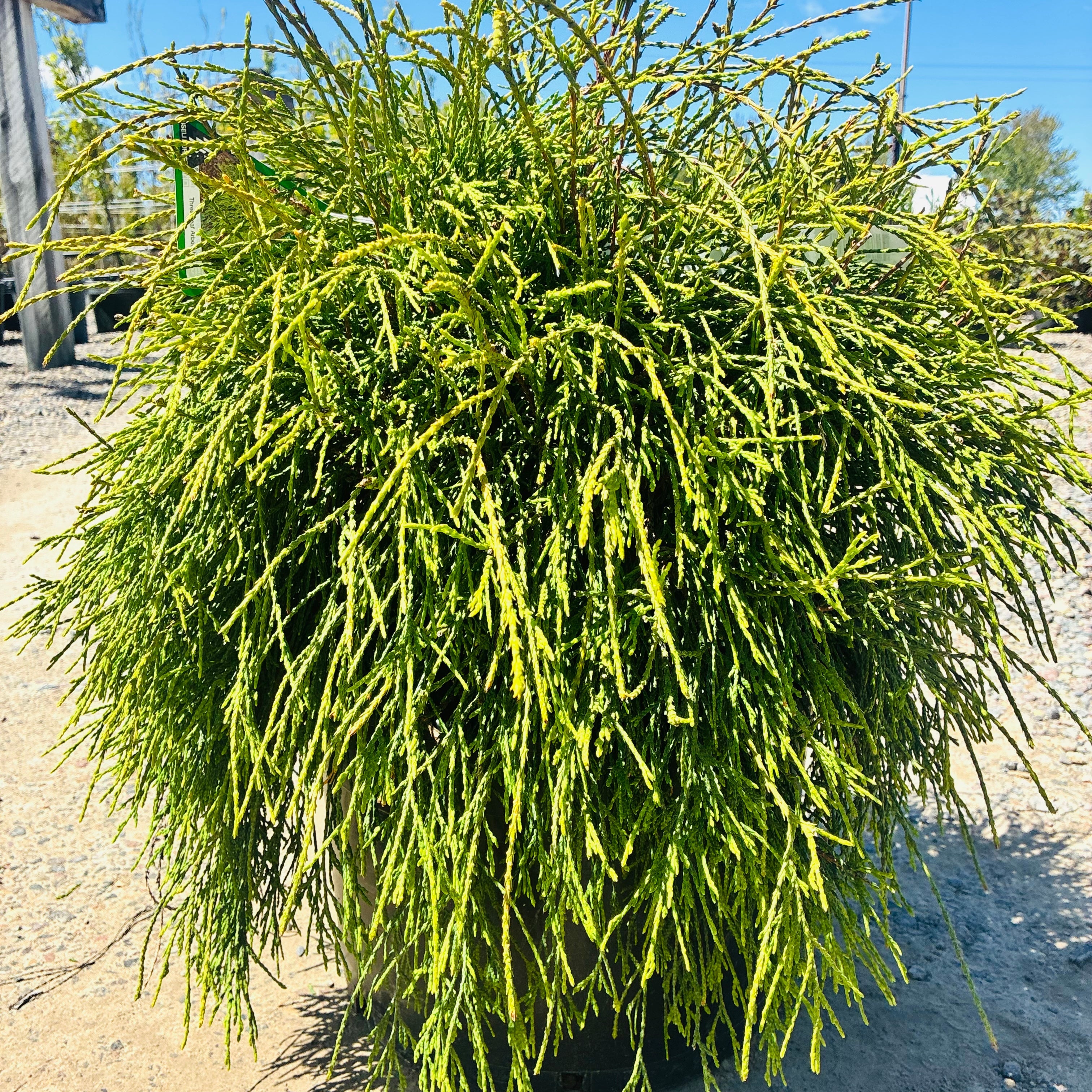 Weeping Threadleaf Arborvitae — Maple Grove, MN