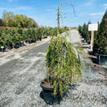 Weeping European Larch — Woodbury, MN