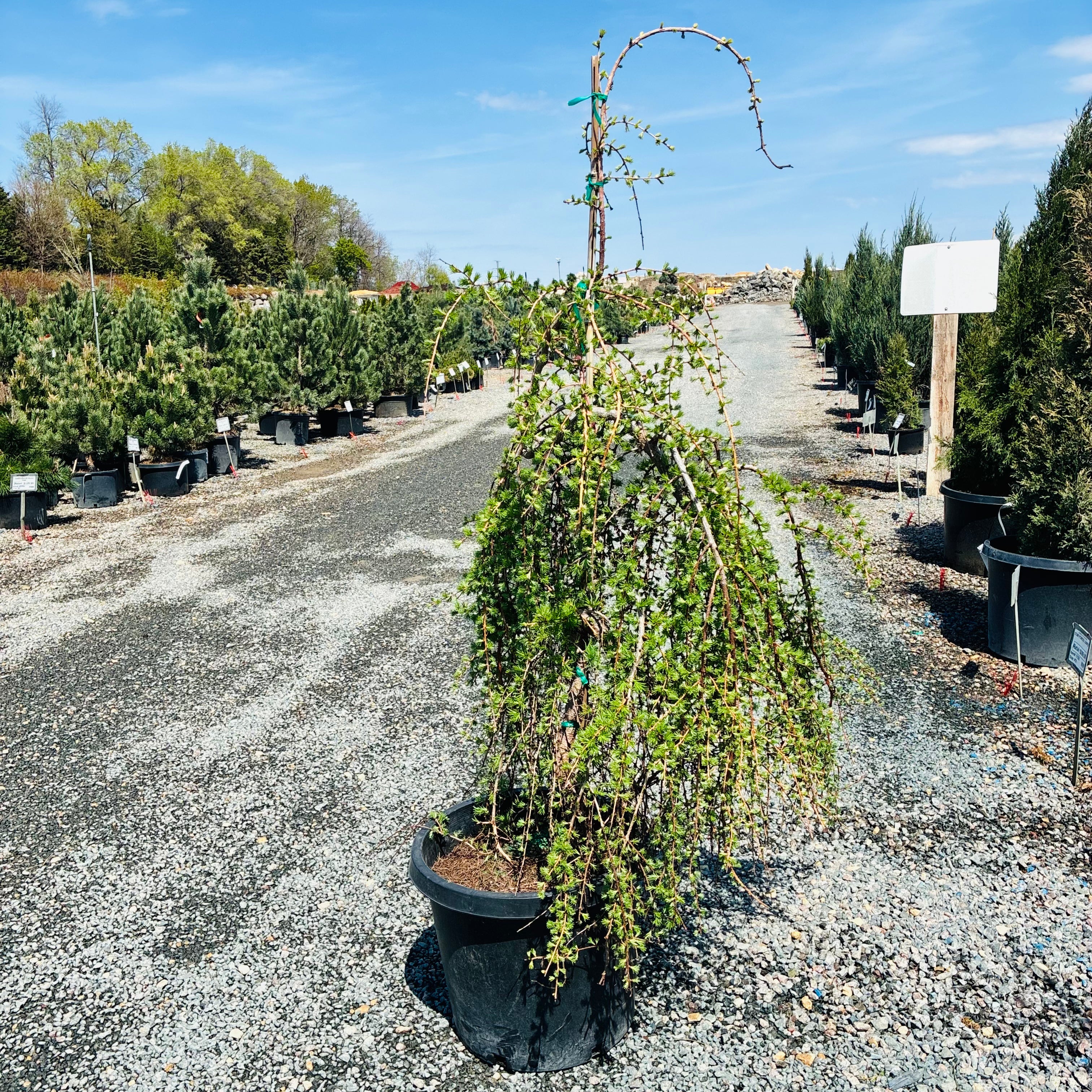 Weeping European Larch — Woodbury, MN