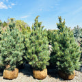 Westernstede Swiss Stone Pine — Wayzata, MN