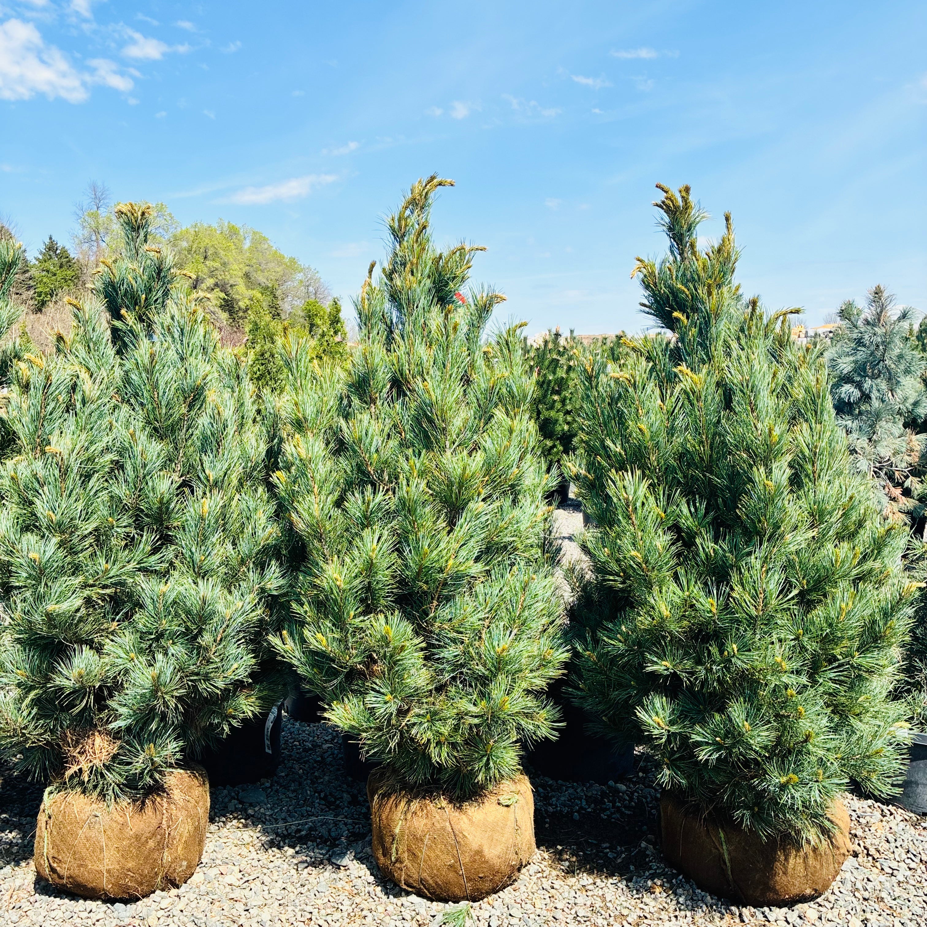 Westernstede Swiss Stone Pine — Wayzata, MN