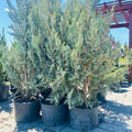 Wichita Blue Juniper — Maple Grove, MN
