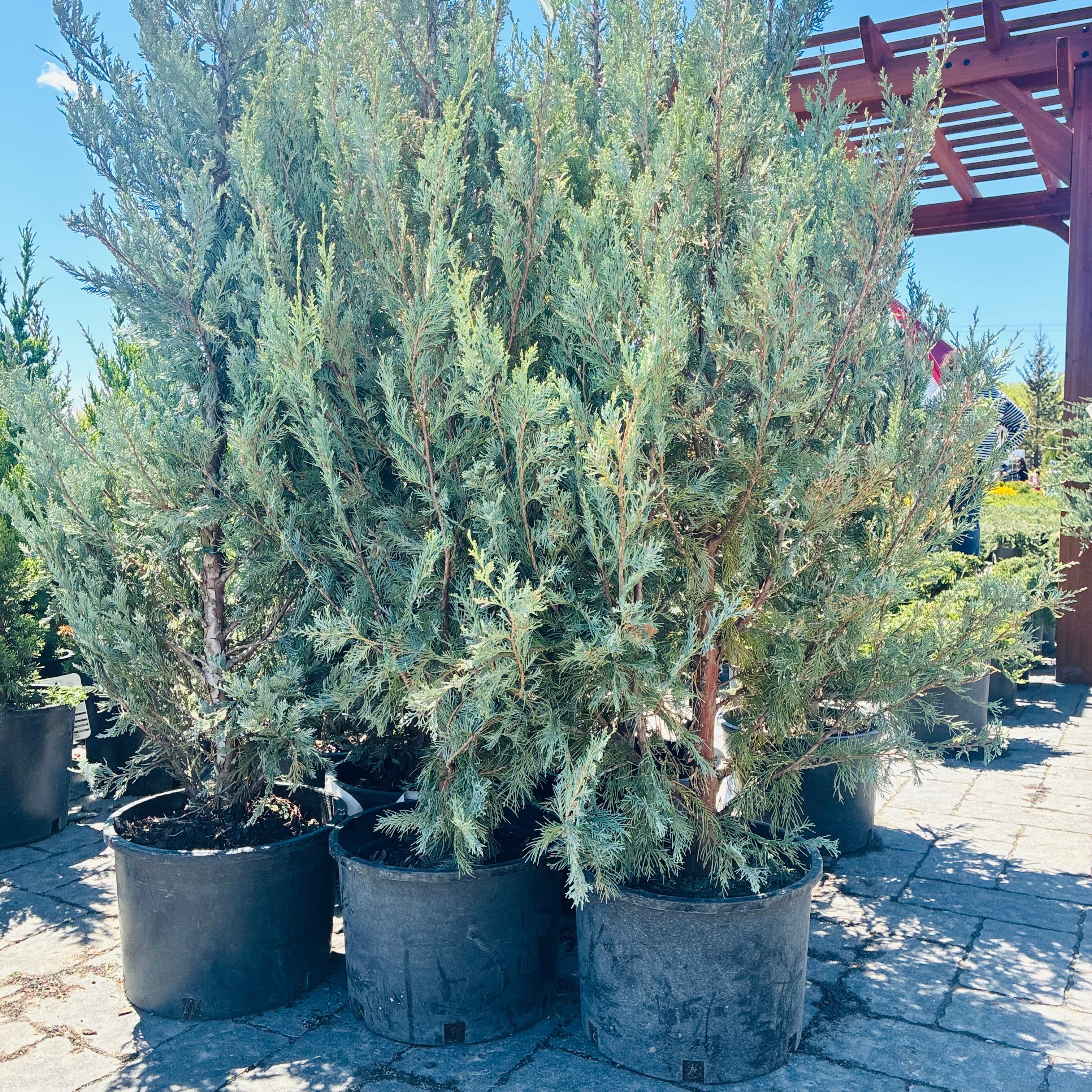 Wichita Blue Juniper — Maple Grove, MN