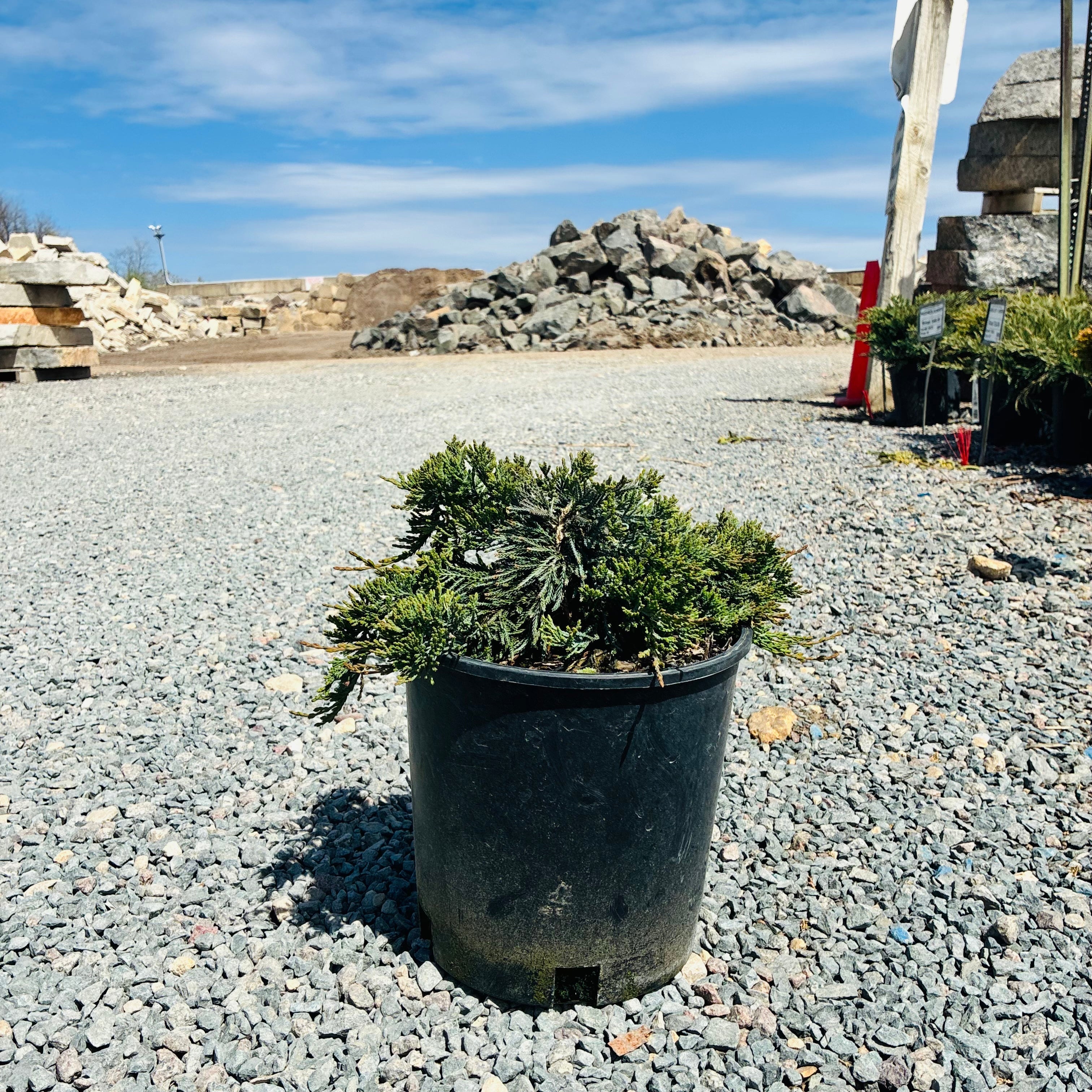 Wilton Blue Rug Juniper (Juniperus horizontalis 'Wiltonii') — Woodbury, MN