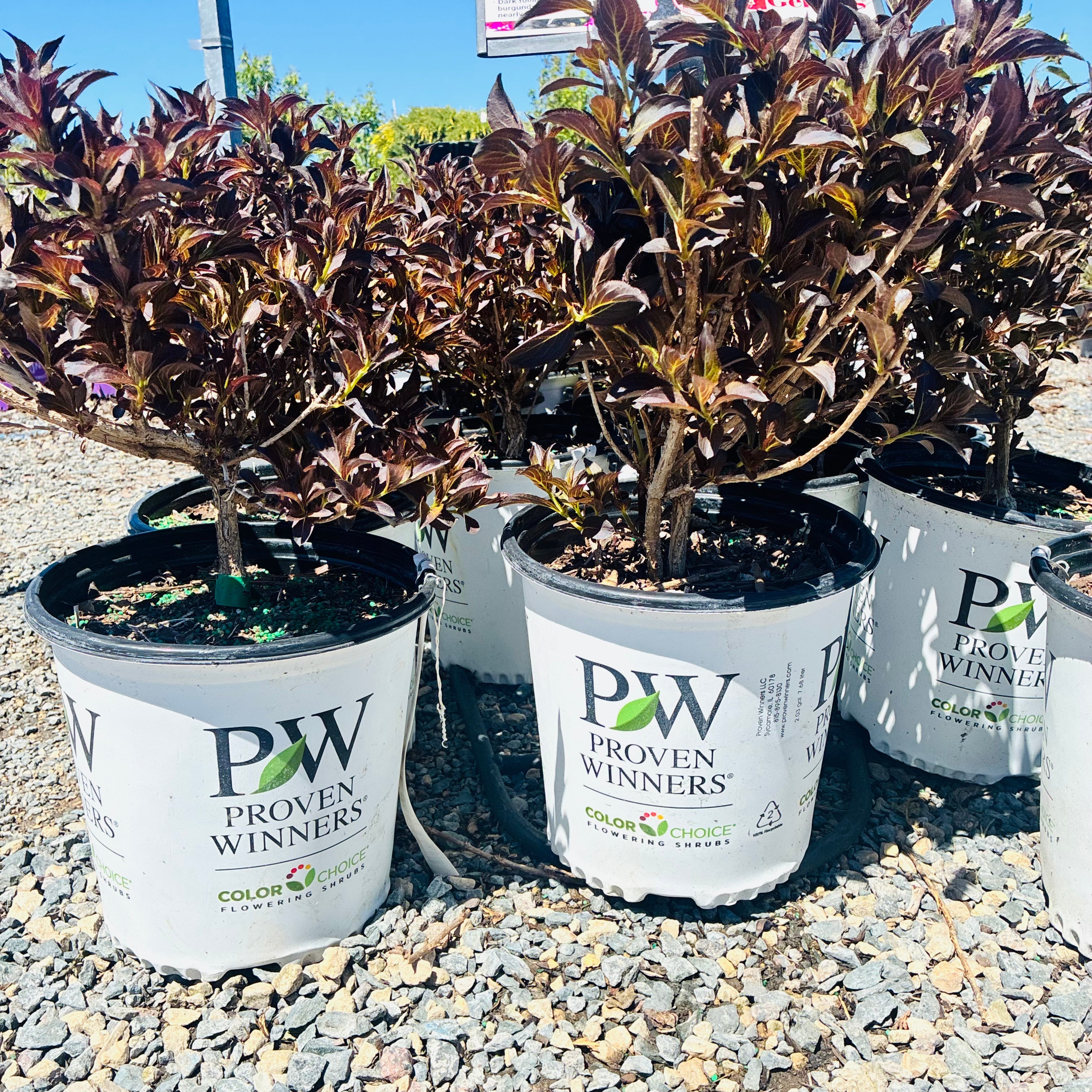 Wine And Roses Weigela — St. Paul, MN