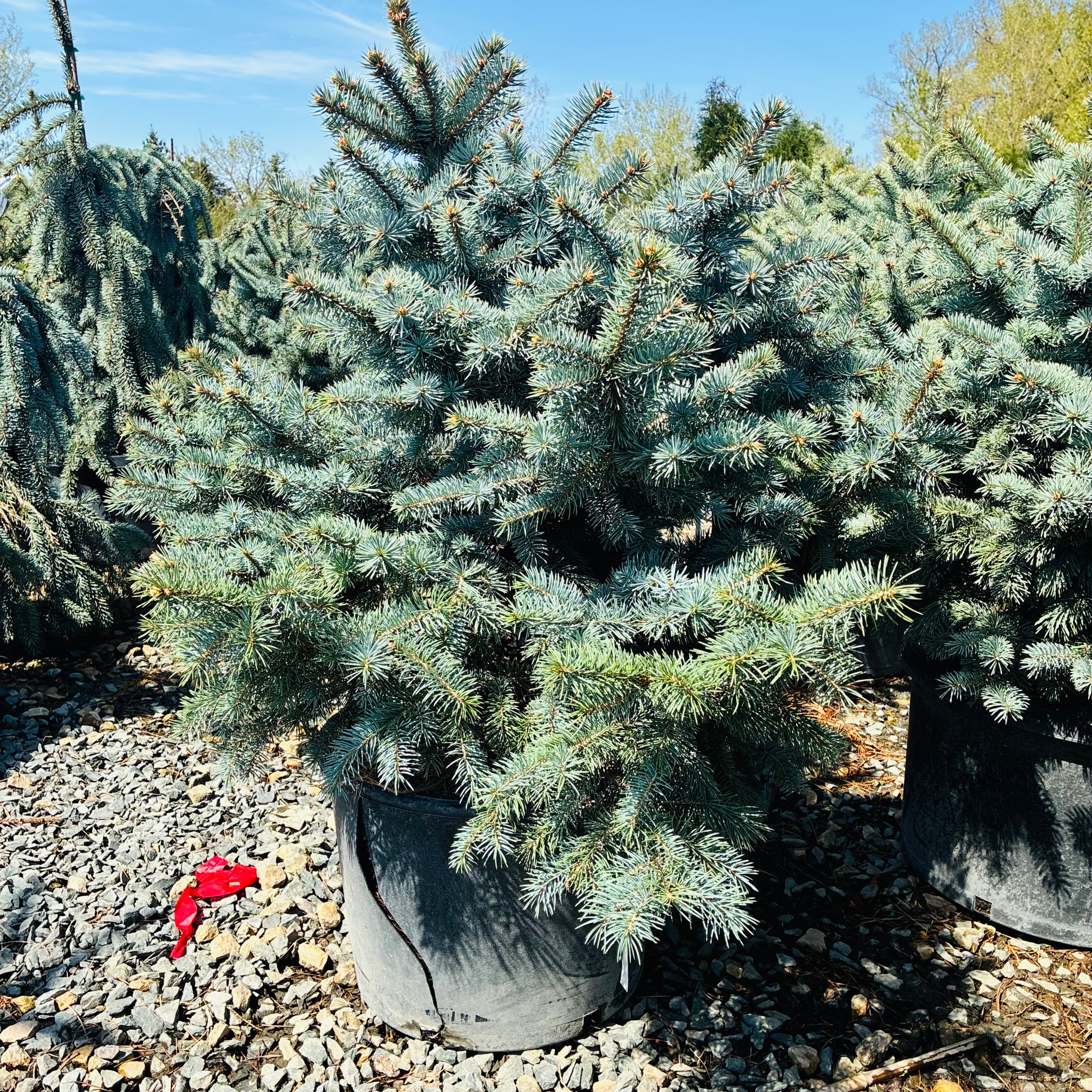 Zafiro Colorado Blue Spruce — Twin Cities, MN