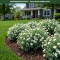 Abbotswood Potentilla (Potentilla fruticosa) — Minneapolis, MN