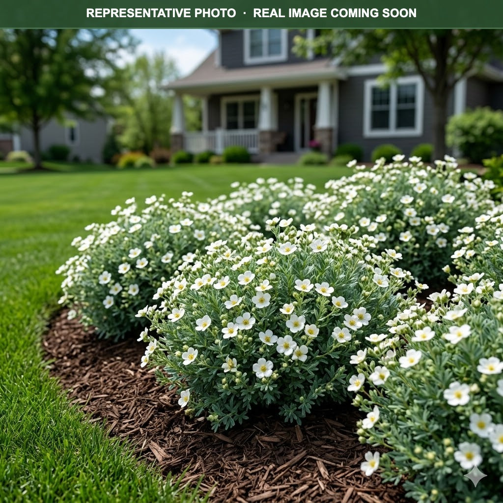 Abbotswood Potentilla (Potentilla fruticosa) — Minneapolis, MN