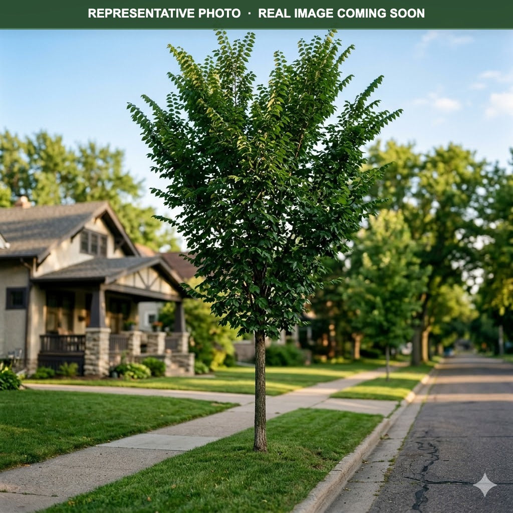 Accolade Elm (Ulmus) — Minneapolis, MN